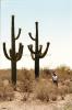 Organ Pipe National Monument
